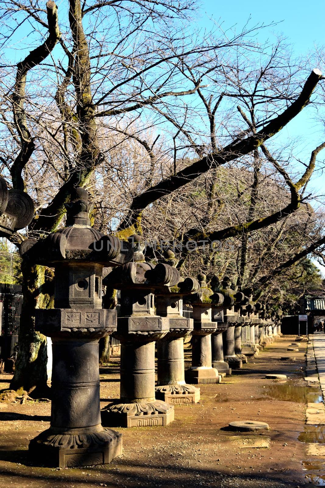 View of classic Japanese stone lanterns in Ueno park by silentstock639