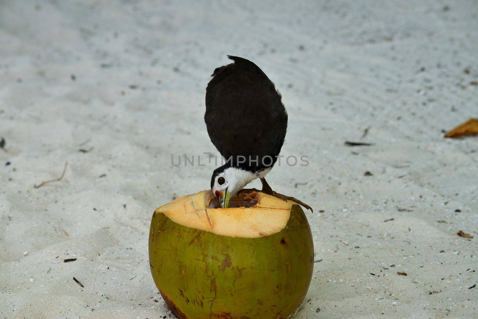 White-breasted Waterhen while feeding of a coconut, Indian Ocean.