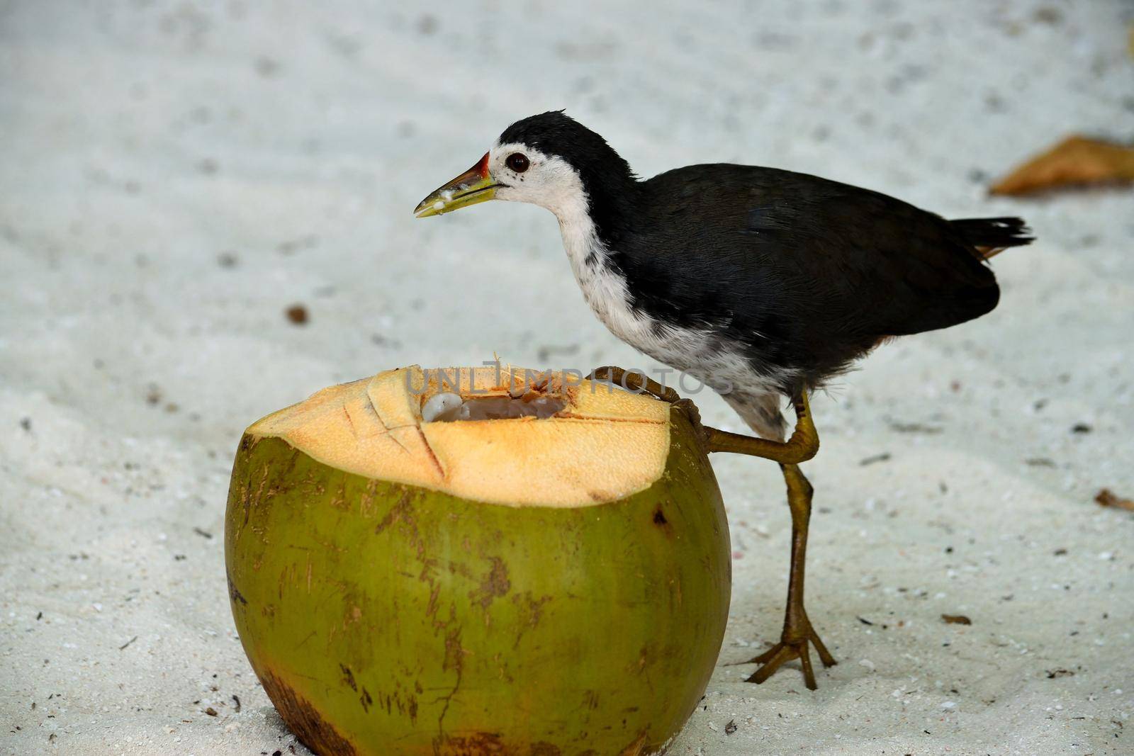 White-breasted Waterhen while feeding of a coconut, Indian Ocean.