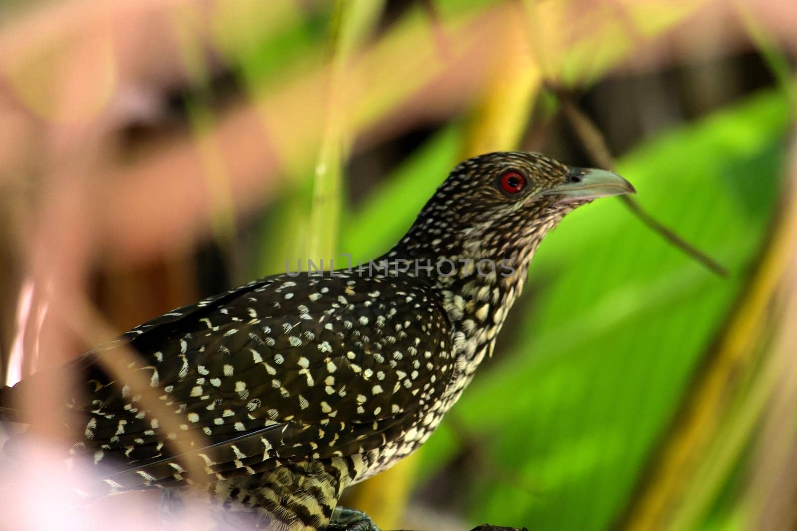 Female of Asian Koel in the middle of the jungle by silentstock639