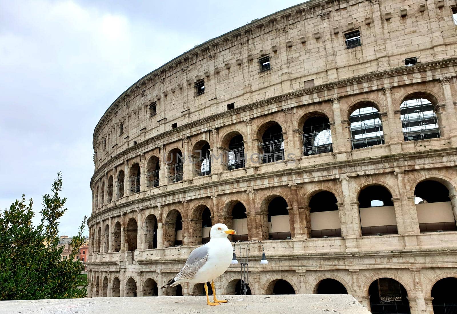 View of the Colosseum without tourists due to the quarantine, only a seagull by silentstock639