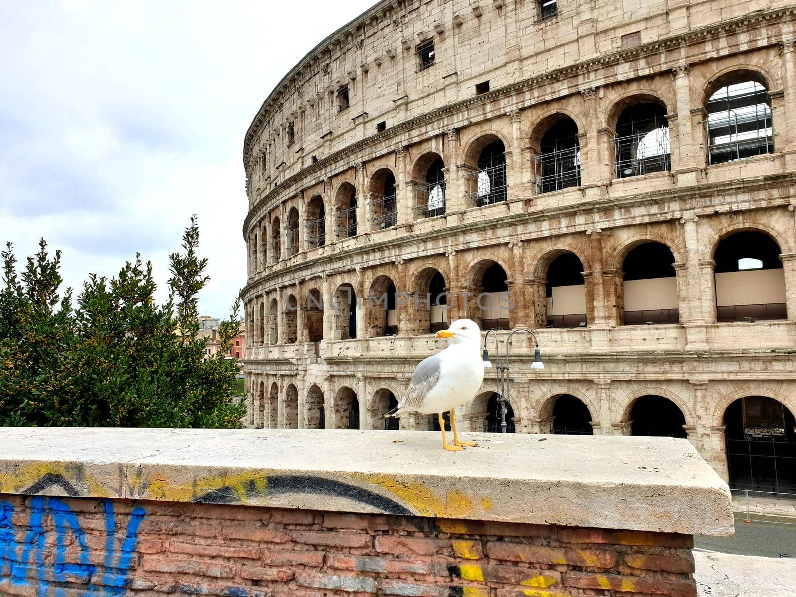 March 13th 2020, Rome, Italy: View of the Colosseum without tourists due to the quarantine, only a seagull