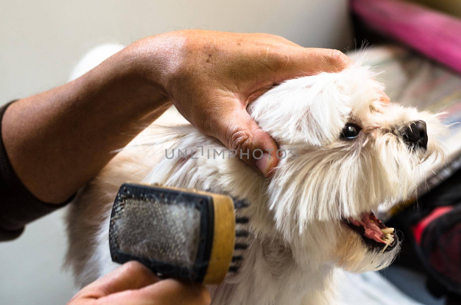 Hands of a man brushing his little maltese dog.