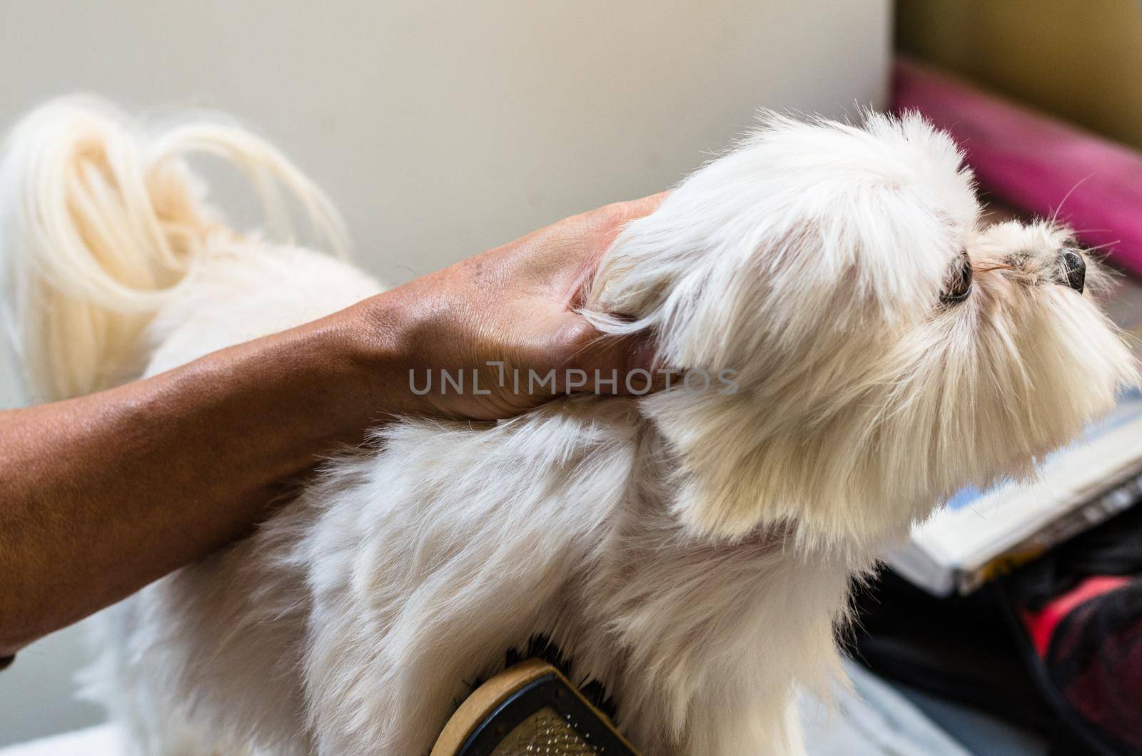 Hands of a man brushing his little maltese dog.