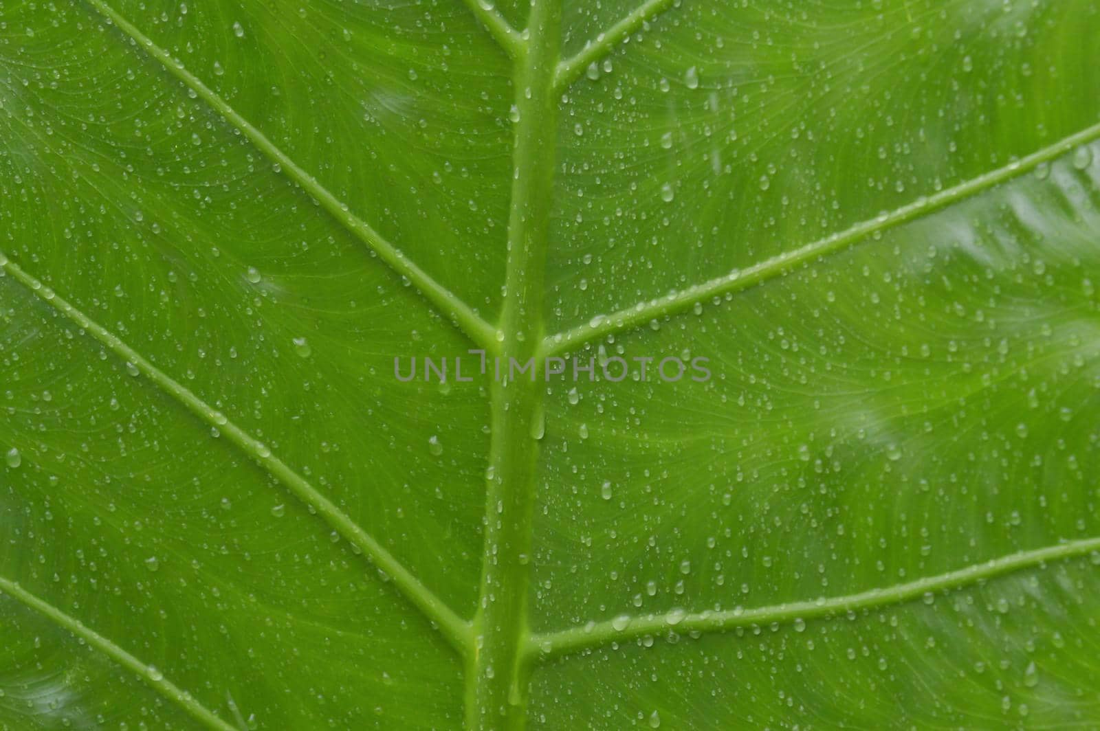 Close up of falling raindrops of water on green vascular plants leaf. Summer Monsoon Rain drops on Green Tree leaves. Beautiful rainy season. Abstract texture pattern. Nature background. Stock Photo. by sudiptabhowmick