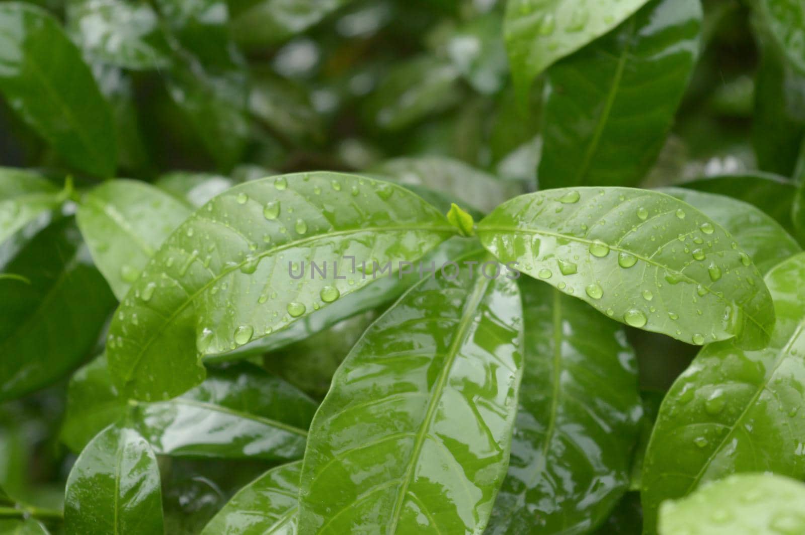 Falling Summer Monsoon Rain on Green Tree Plant leaf. Raindrop on leaves picture. Beautiful rainy season. Nature background. Close up. Stock Photo. Selective Focus on foreground.