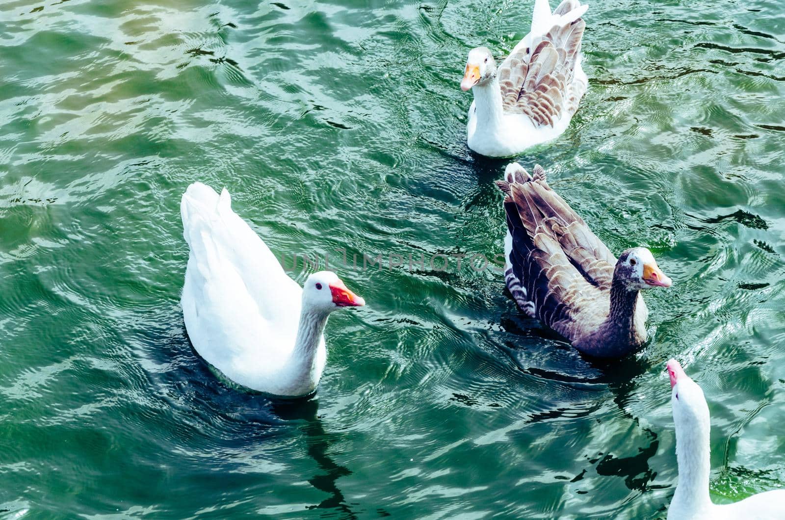 Beautiful view with cute ducks enjoying the summer on the lake