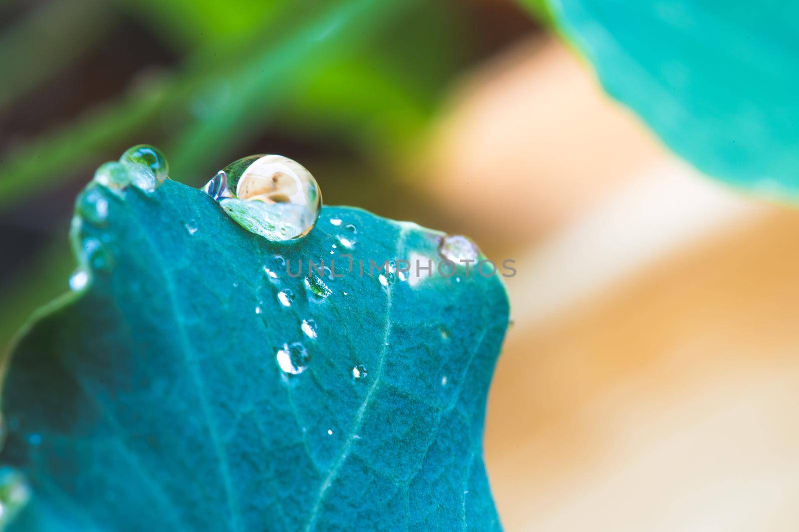 Close up of water drops on green leaf after rain. Freshness and environment.