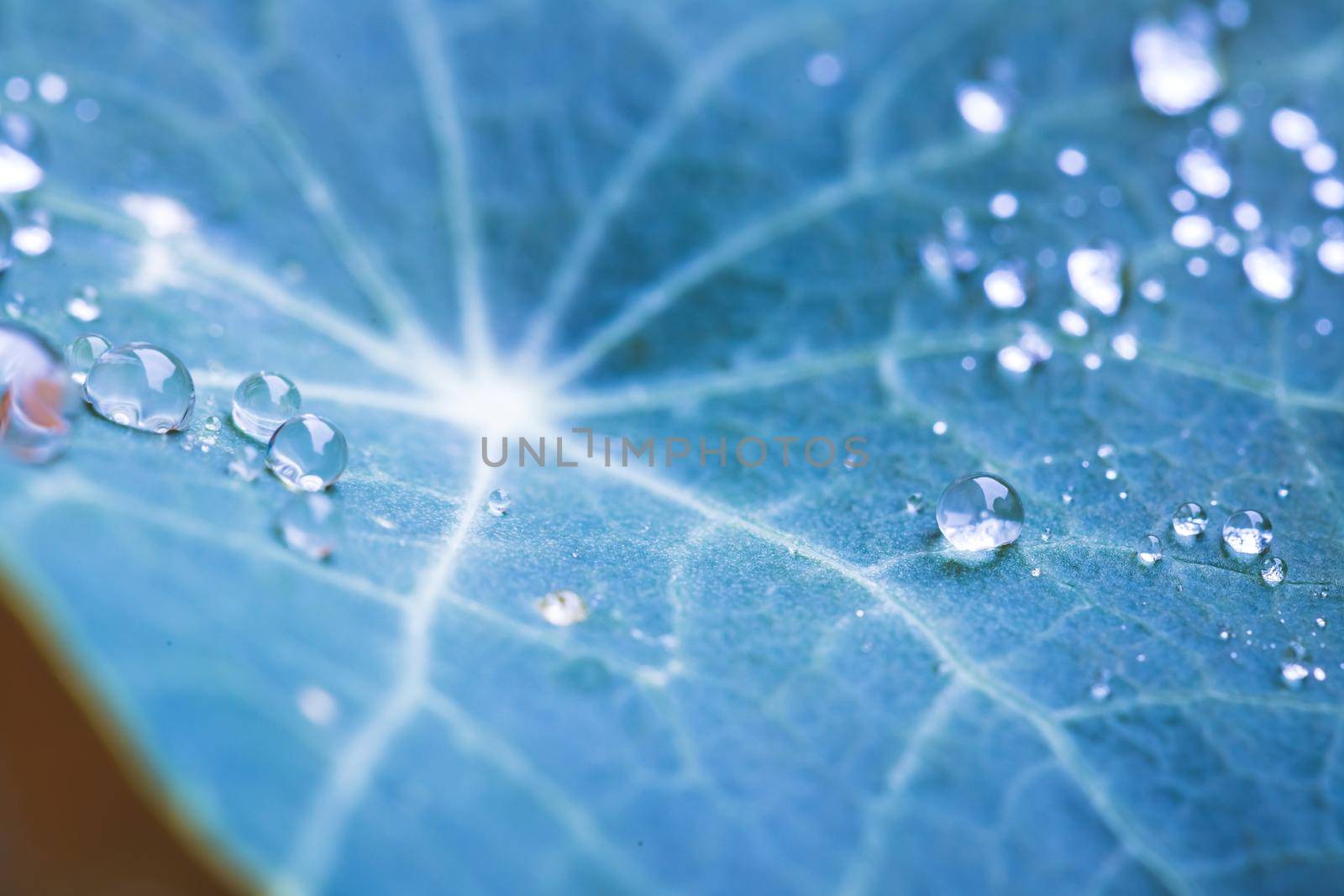 Environment, freshness and nature concept: Macro of big waterdrops on green leaf after rain. Beautiful leaf texture. by Daxenbichler