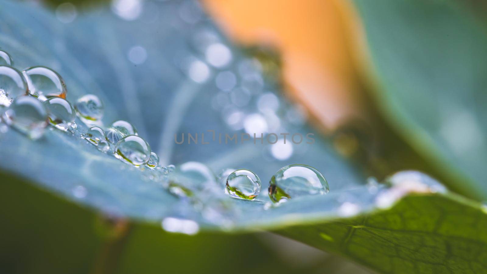 Environment, freshness and nature concept: Macro of big waterdrops on green leaf after rain. Beautiful leaf texture. by Daxenbichler