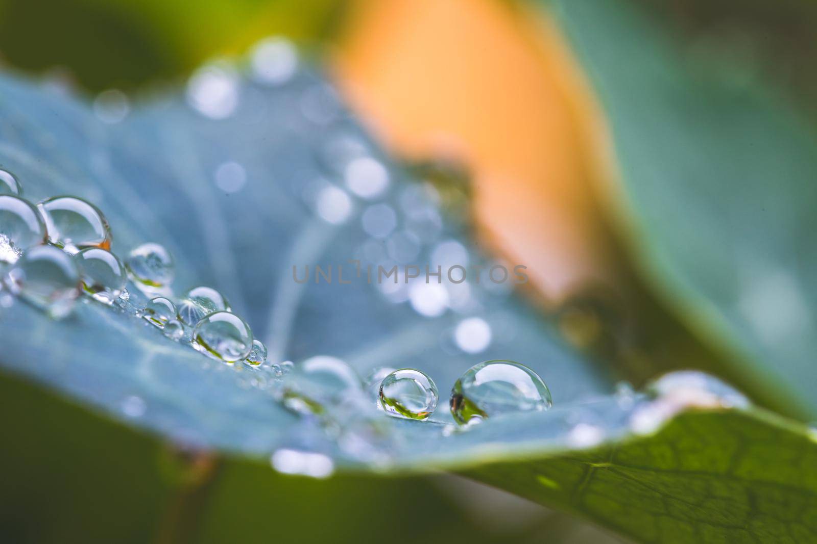 Close up of water drops on green leaf after rain. Freshness and environment.