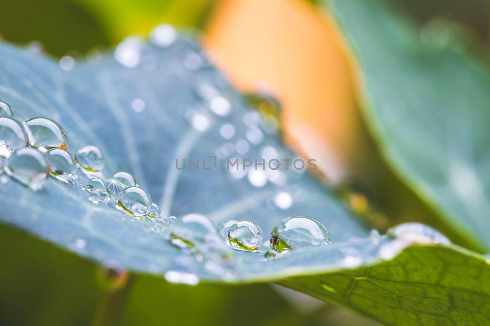 Close up of water drops on green leaf after rain. Freshness and environment.