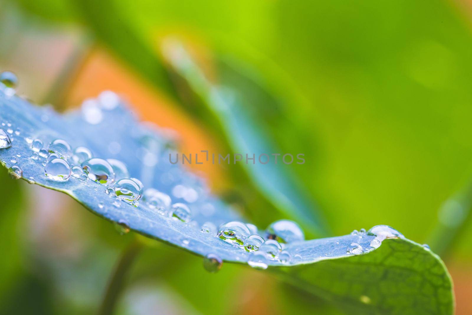 Environment, freshness and nature concept: Macro of big waterdrops on green leaf after rain. Beautiful leaf texture. by Daxenbichler