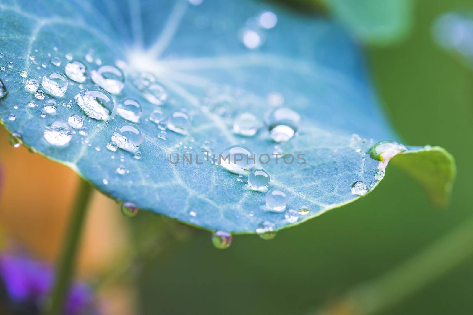 Environment, freshness and nature concept: Macro of big waterdrops on green leaf after rain. Beautiful leaf texture. by Daxenbichler