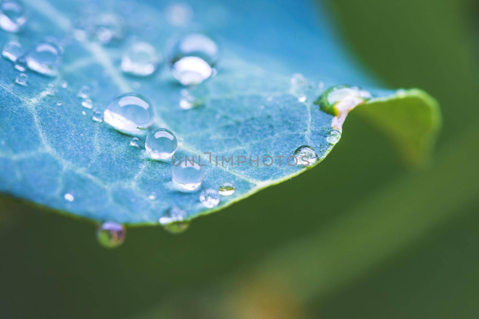 Close up of water drops on green leaf after rain. Freshness and environment.