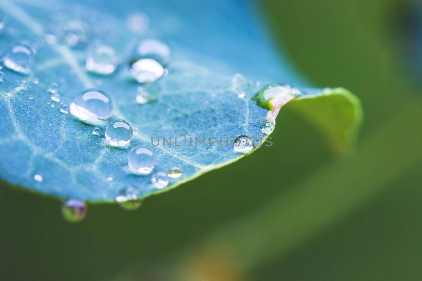 Close up of water drops on green leaf after rain. Freshness and environment.