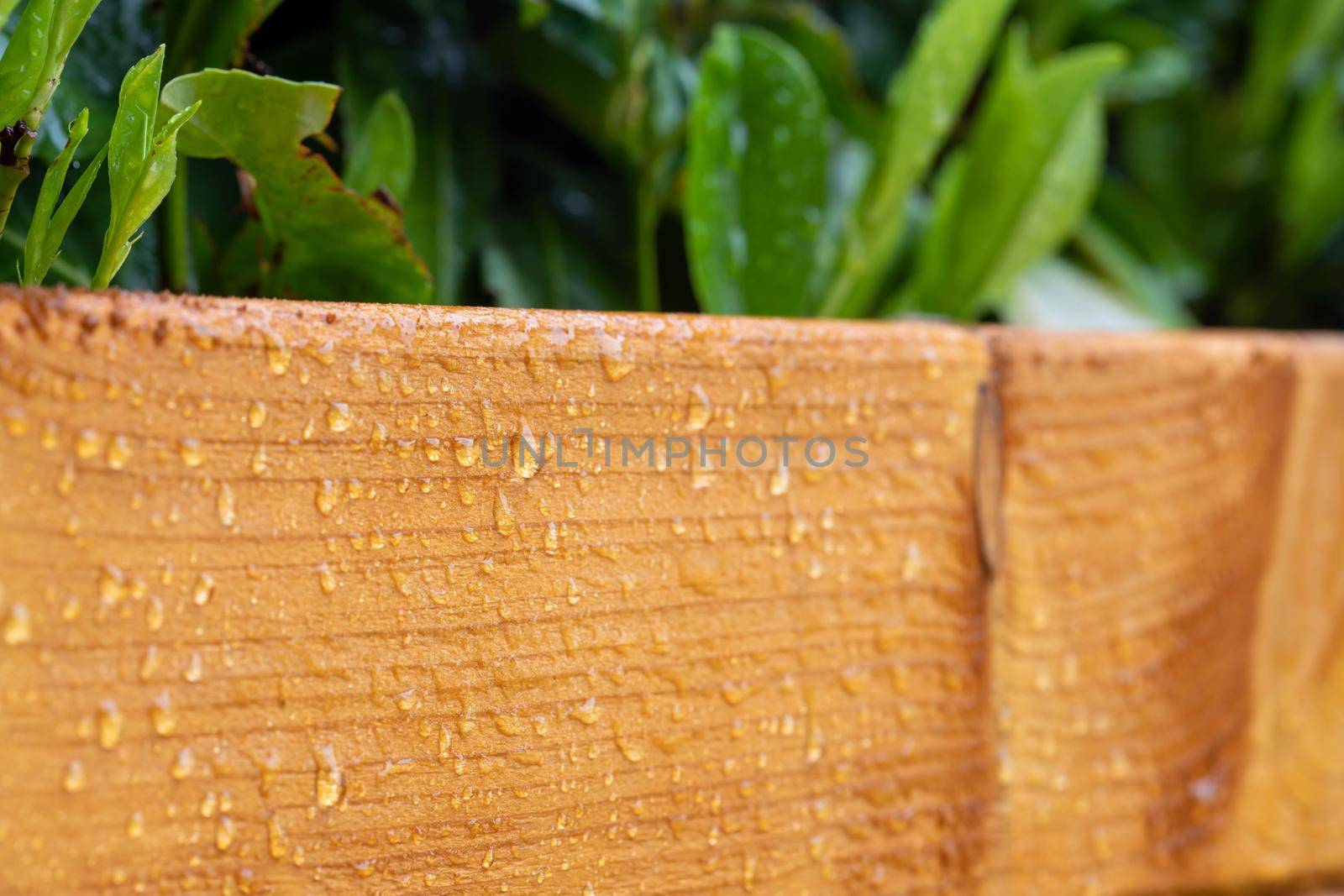 Close up of big water drops on lacquered wood after rain