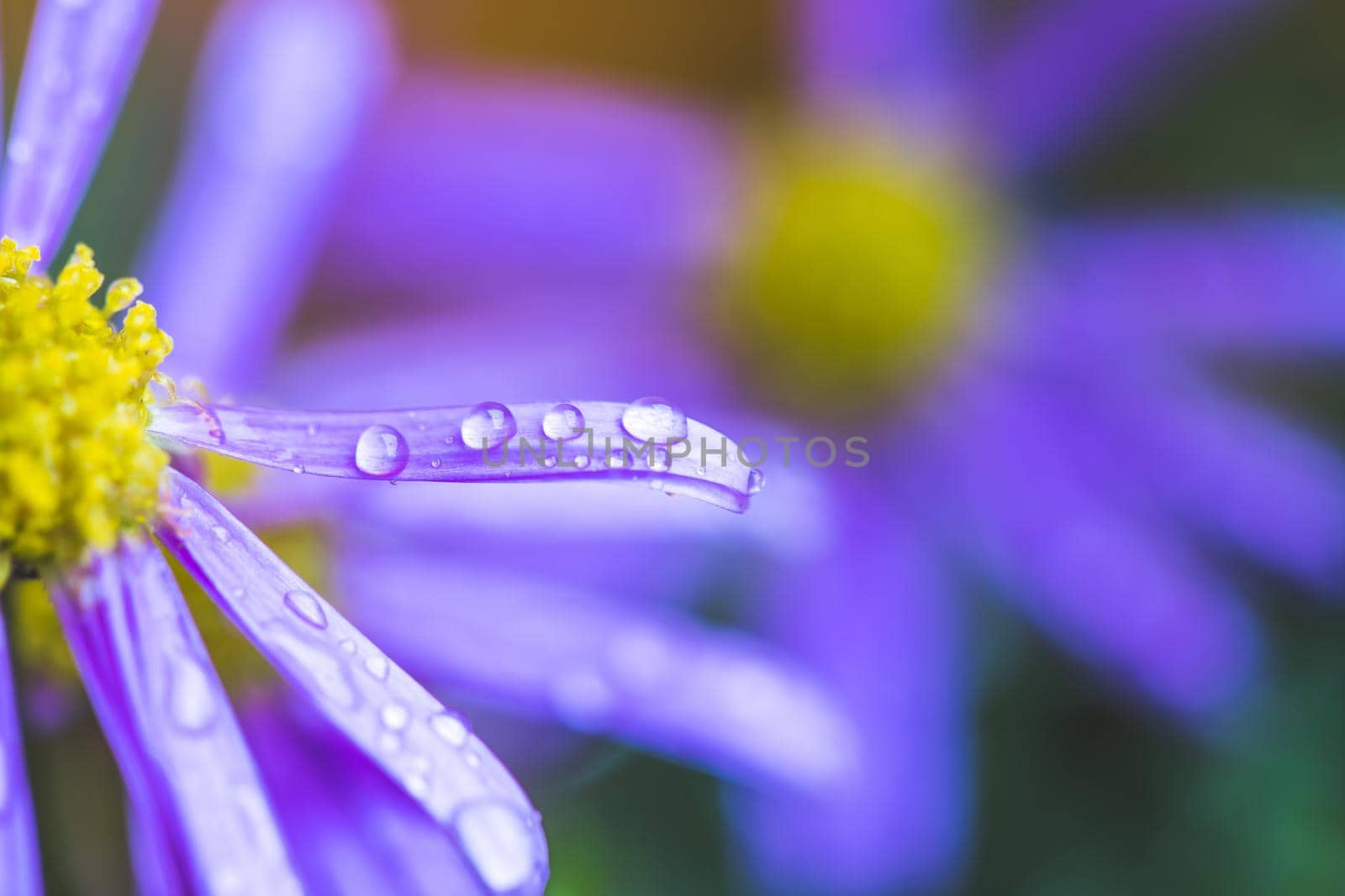 Close up of purple blossom with fresh waterdrops