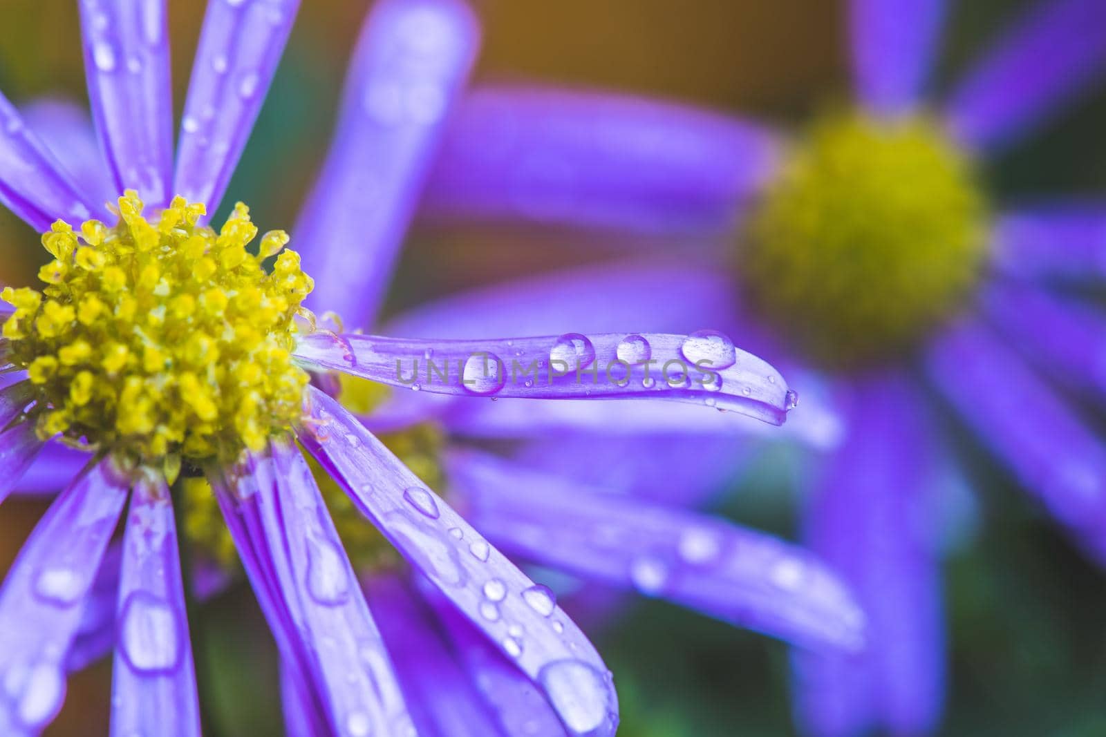 Close up of purple blossom with fresh waterdrops