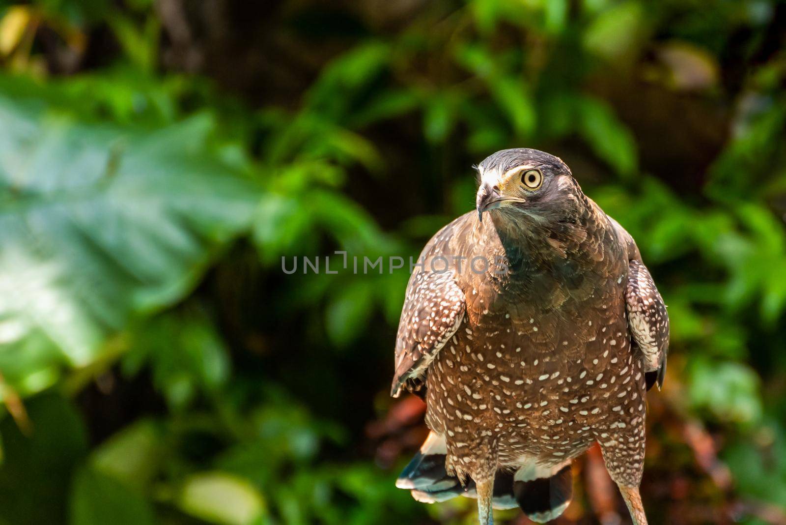 Wildlife of wild bird on a green leaf background, Close up front view of the falcon that is perching