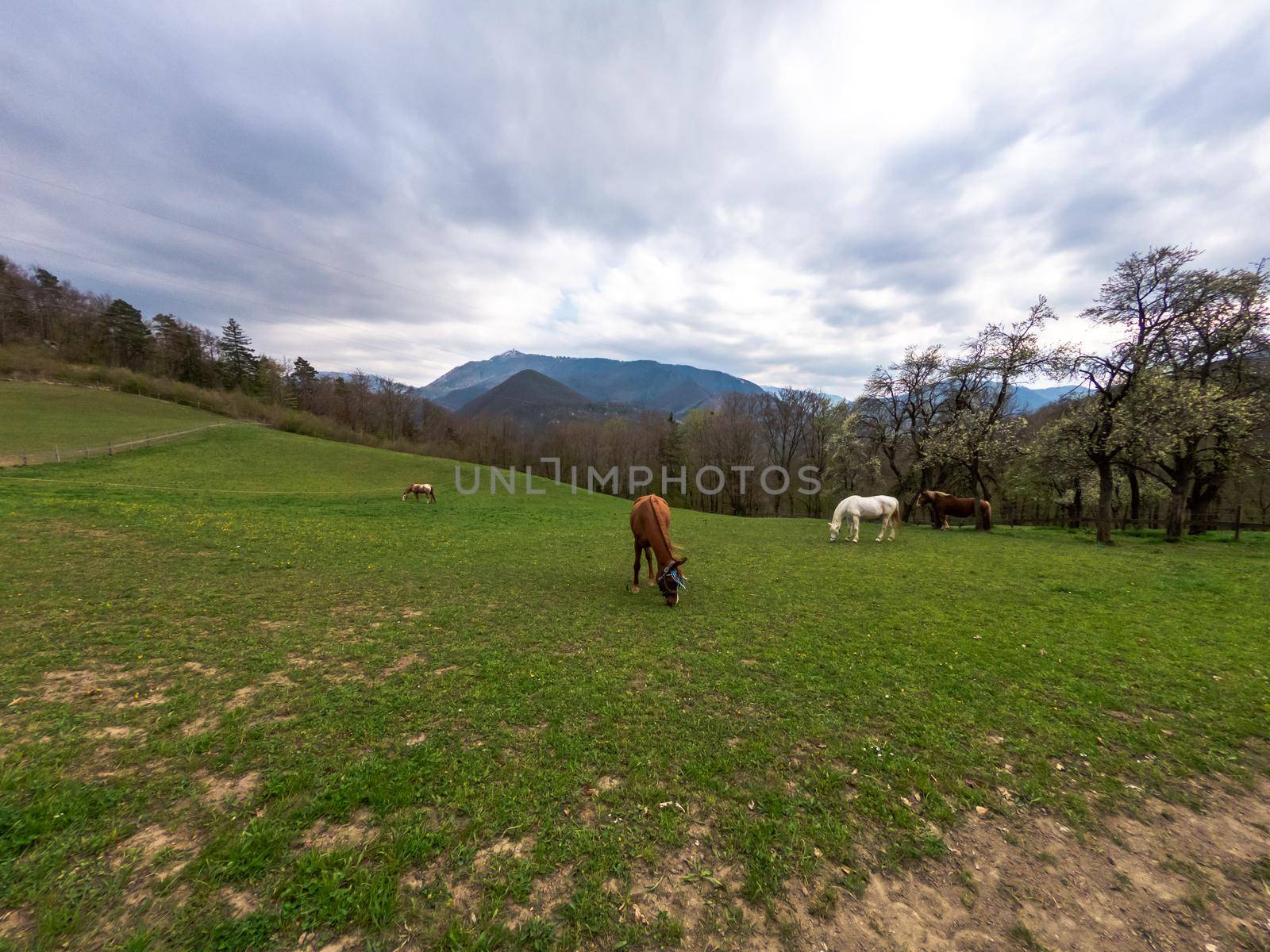 horses grazing in a meadow in nature.
