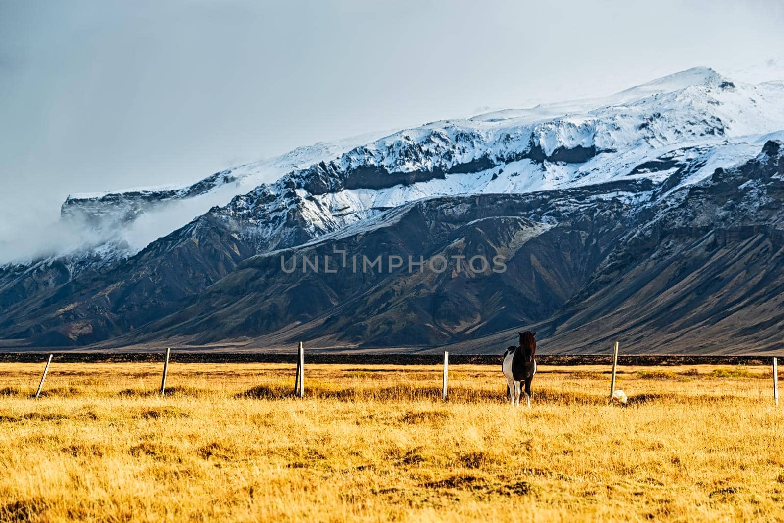 Horse standing in a field by LuigiMorbidelli