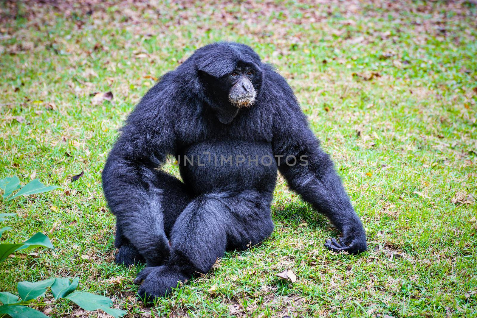 Wildlife in the nature Siamang gibbon or Symphalangus Syndactylus is a large black fur animal on the grass, mammal in the Primate family