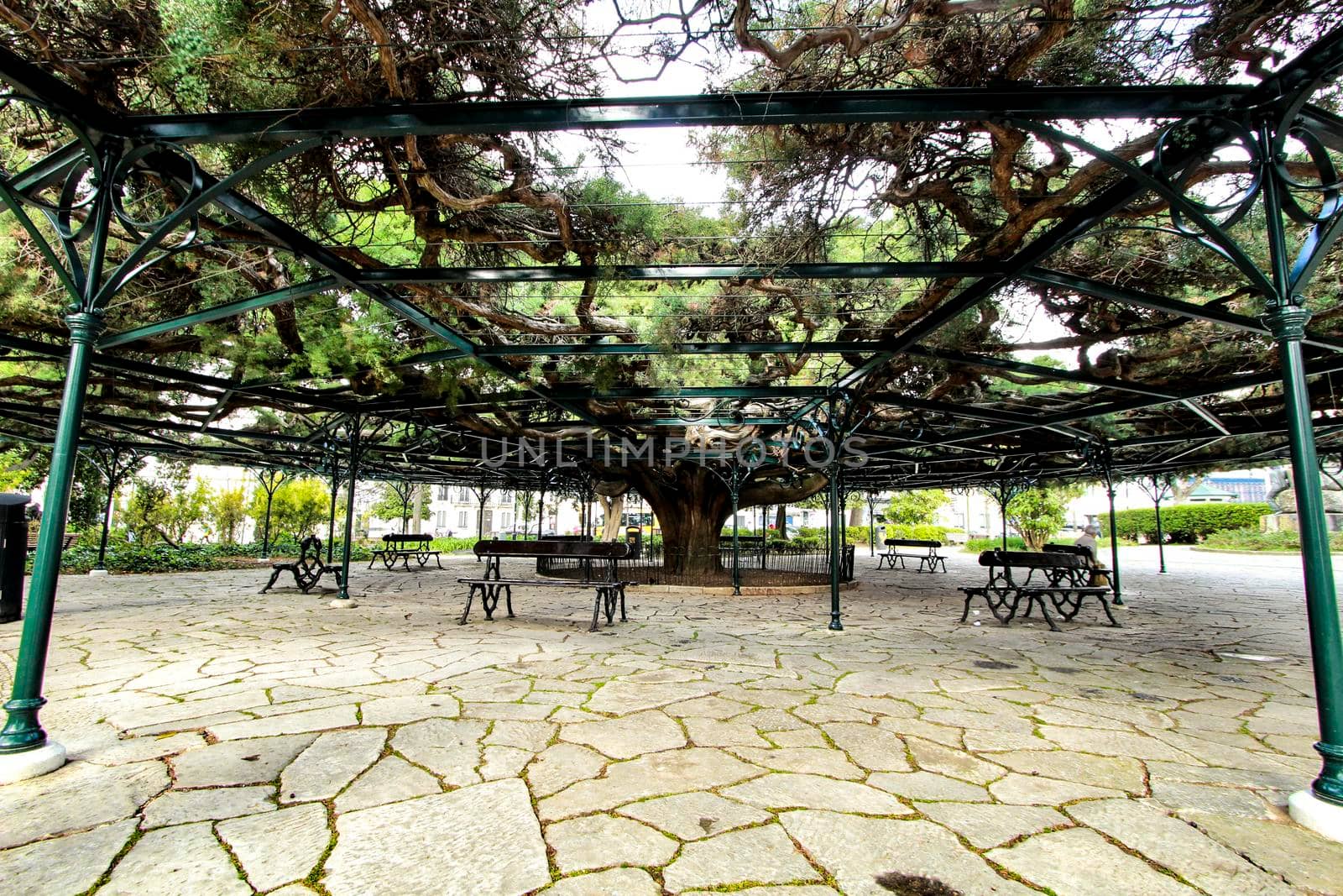 Beautiful and ancient Giant Cedar at Principe Real Garden in Lisbon