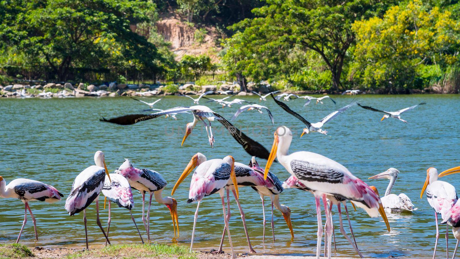 Group of Painted Stork or Mycteria Leucocephala, Flock of big bird foraging on the waterfront and flying at the lake, Beautiful wildlife in nature tranquil tropical forest of Thailand, 16:9 widescreen