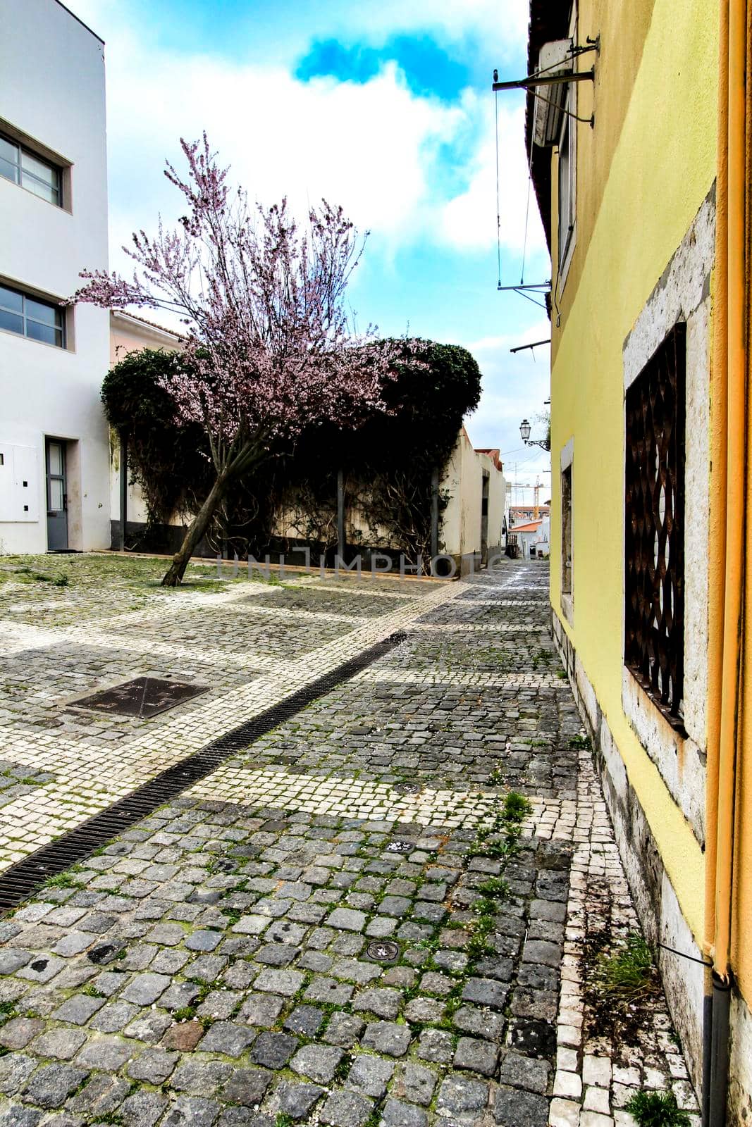 Colorful gardens and tiled facades with vintage streetlight in Lisbon streets in Spring.