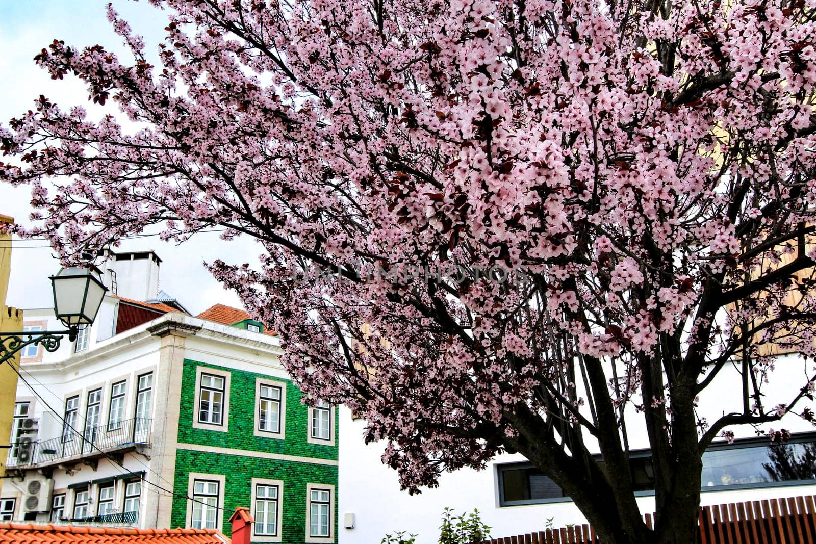 Colorful gardens and tiled facades with vintage streetlight in Lisbon streets in Spring.