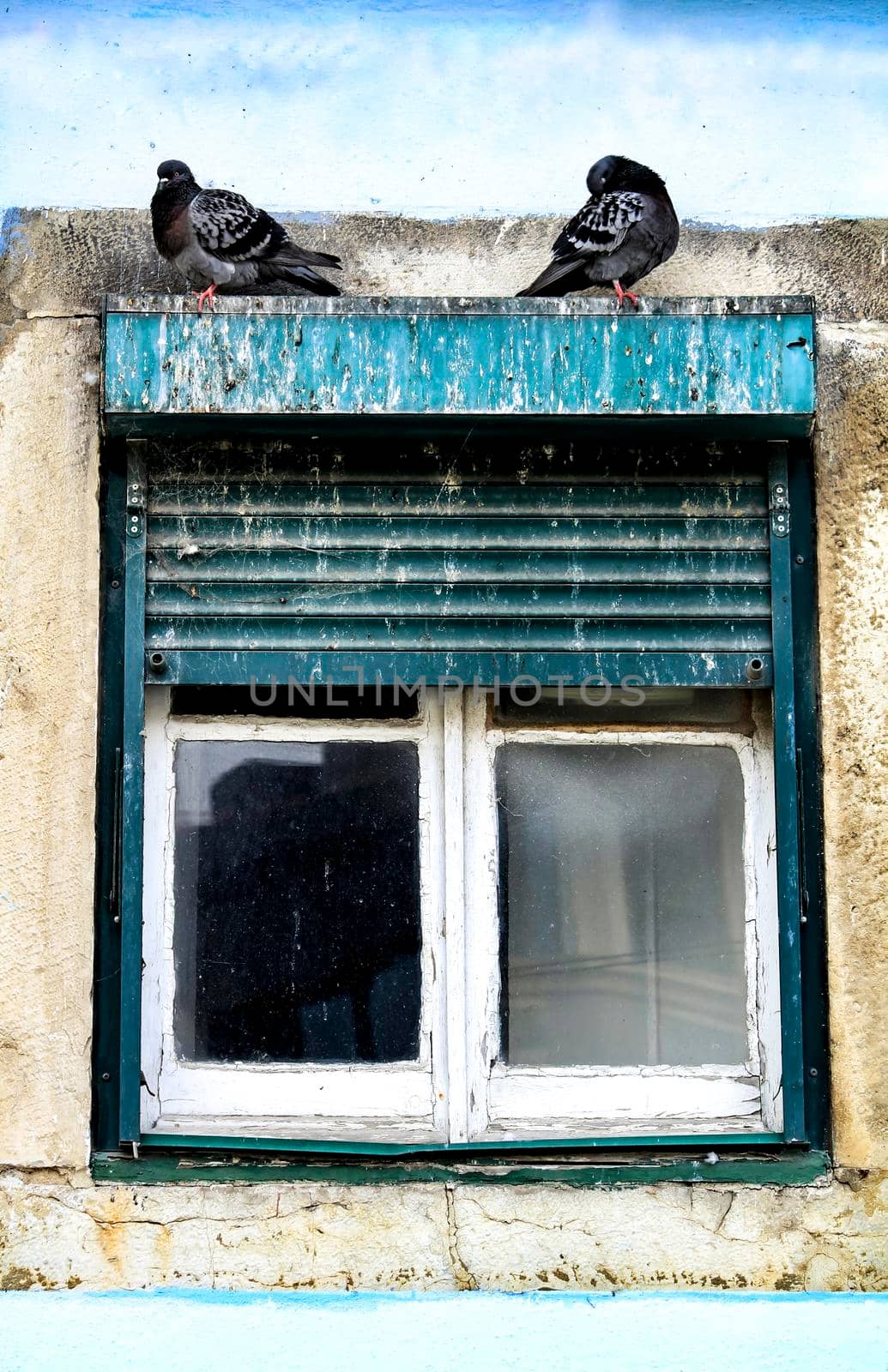 Pigeons standing on old window of a white facade in Lisbon