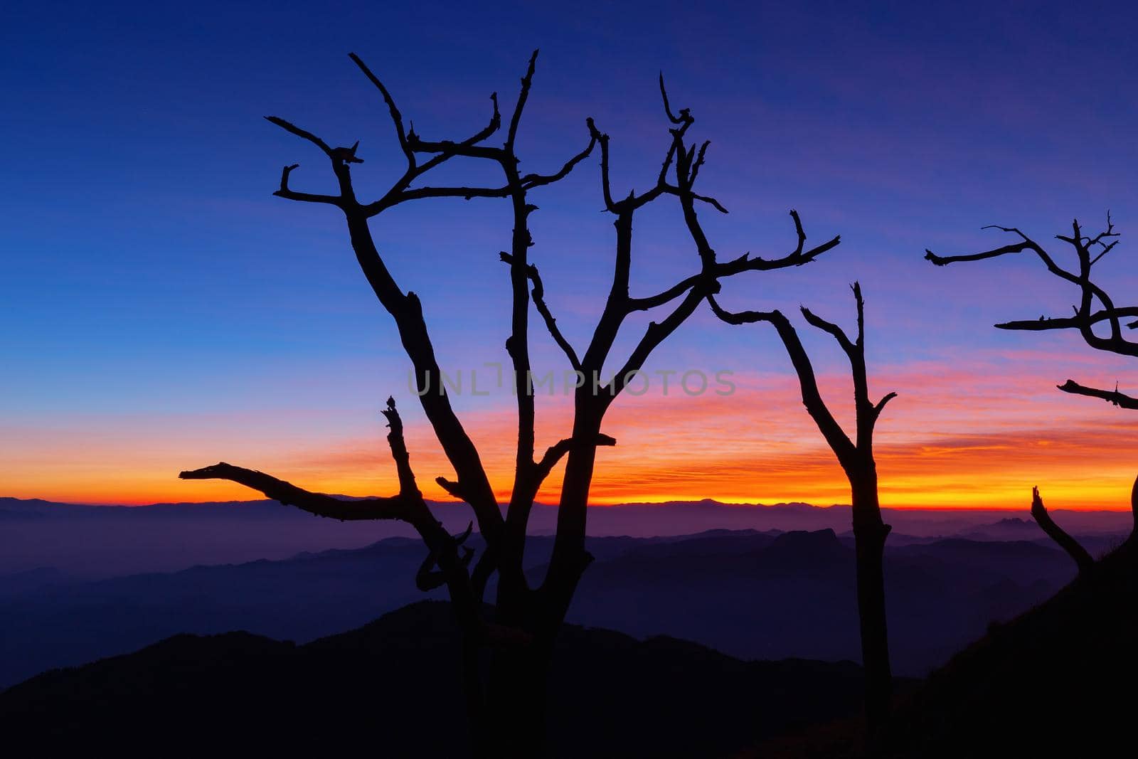 The dry tree in the morning With a beautiful sky background