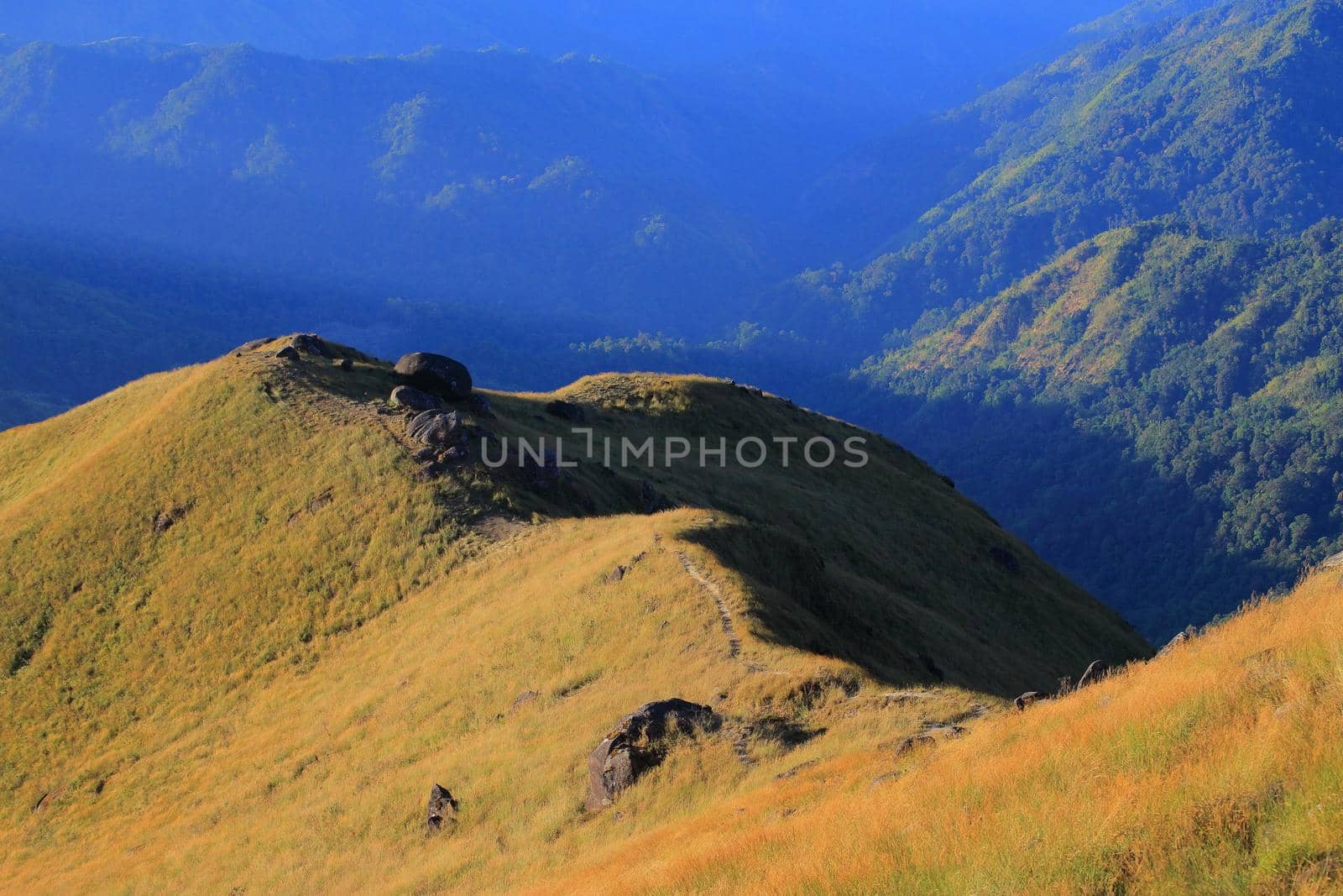Morning meadow With mountains in the background