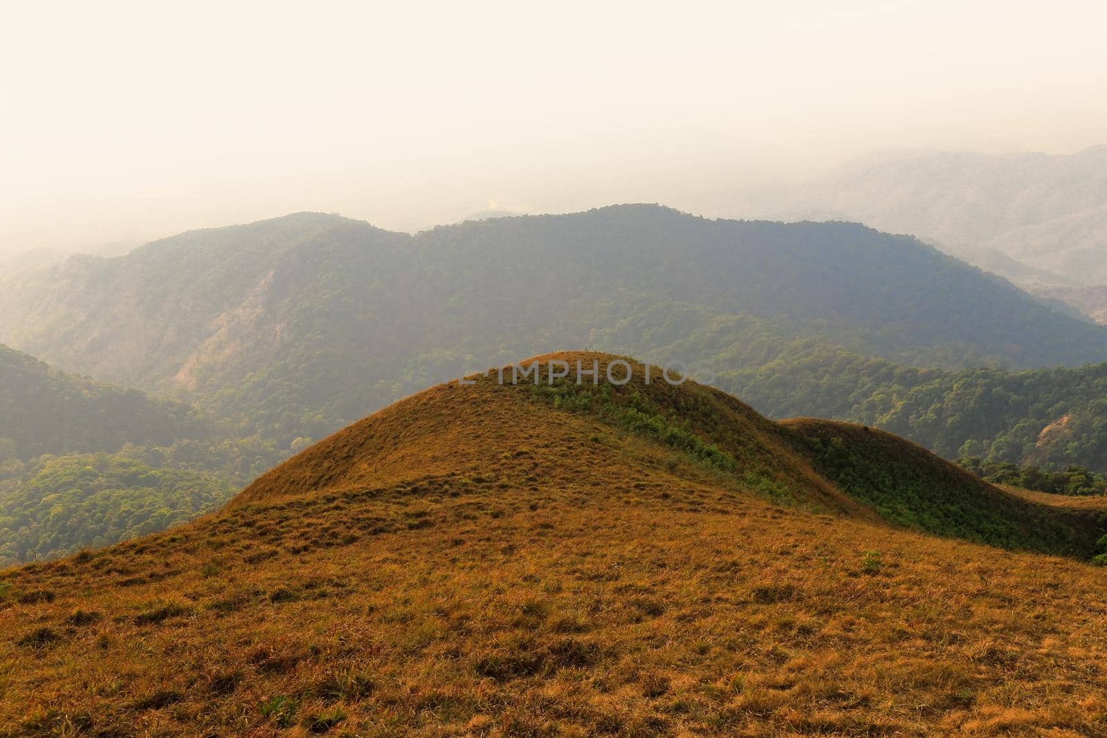 yellow field on top of the mountain at Monjong, Chiang Mai, Thailand