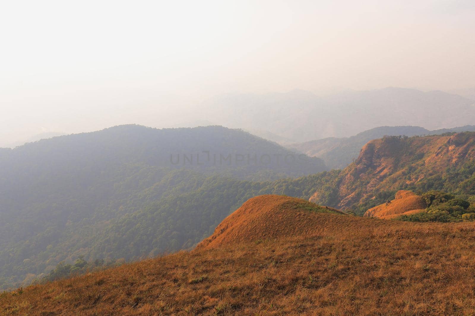 yellow field on top of the mountain at Monjong, Chiang Mai, Thailand