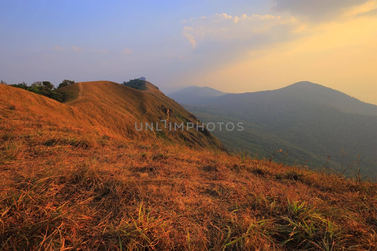 yellow field on top of the mountain at Monjong, Chiang Mai, Thailand
