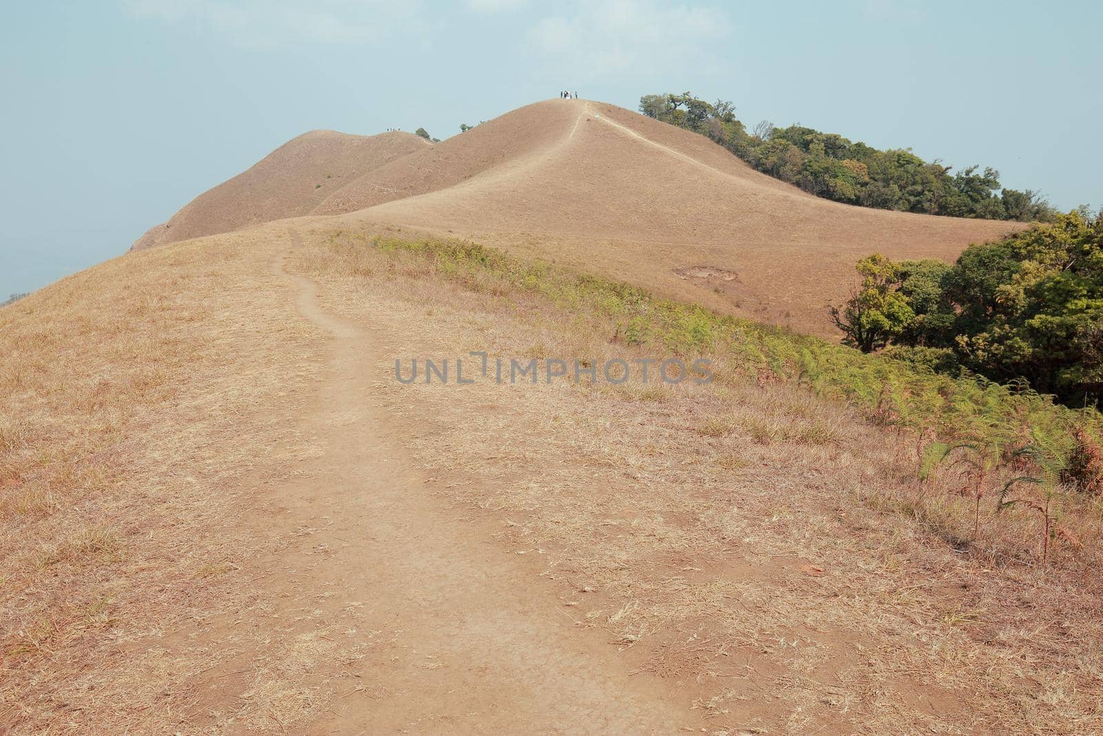 yellow field on top of the mountain at Monjong, Chiang Mai, Thailand