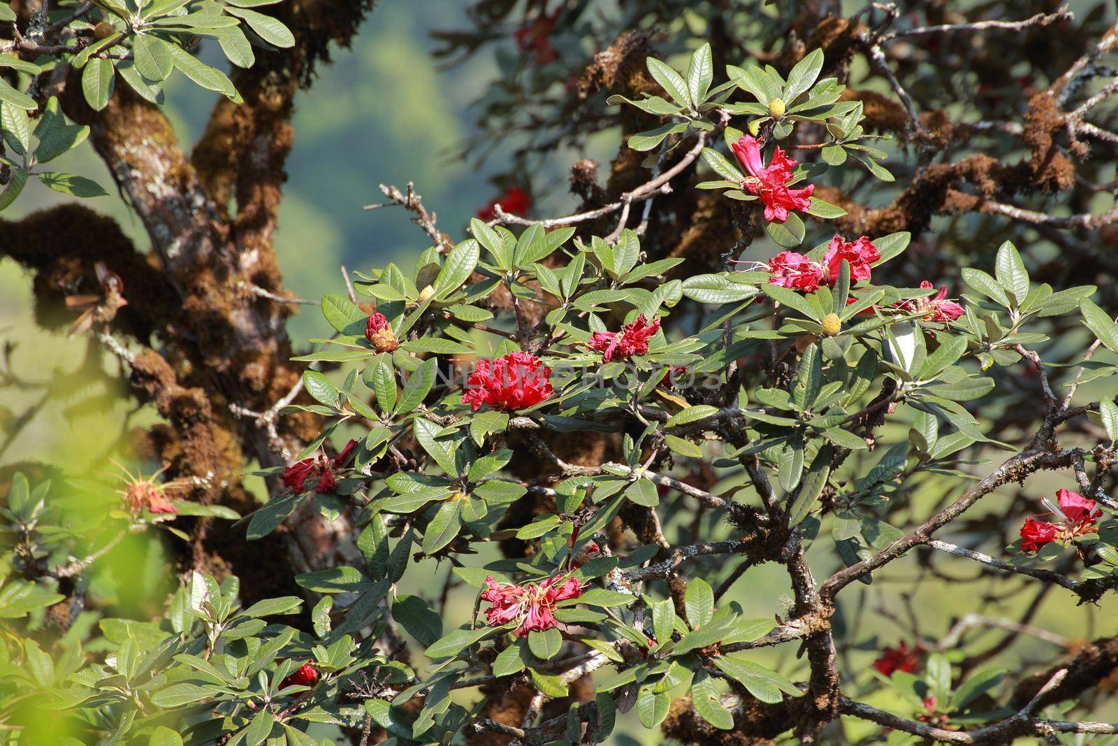 The name of these flowers is " Rhododendron". These Rhododendrons name is Peach pie. Scientific name is Rhododendron subgenus Hymenanthes.