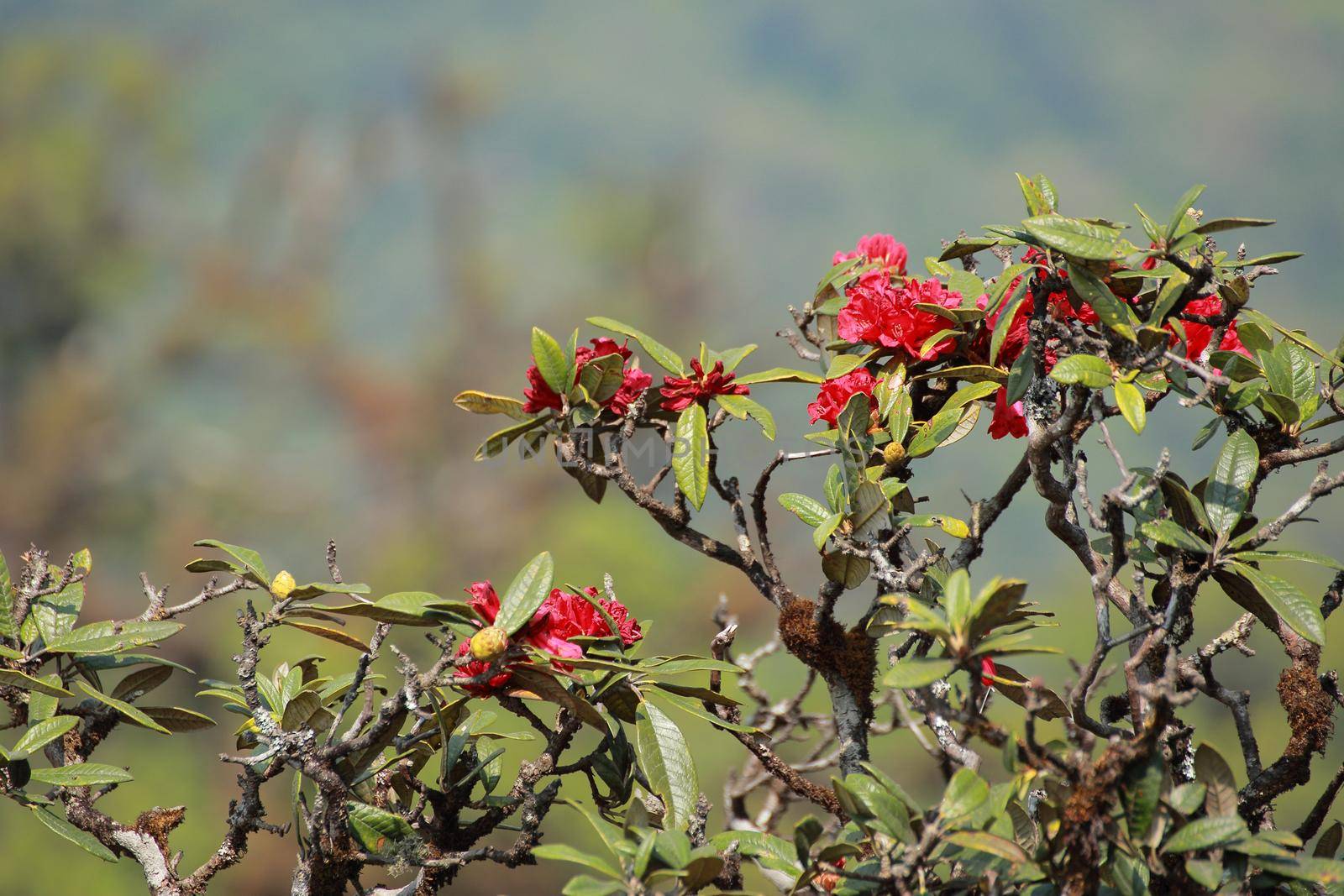 The name of these flowers is " Rhododendron". These Rhododendrons name is Peach pie. Scientific name is Rhododendron subgenus Hymenanthes.