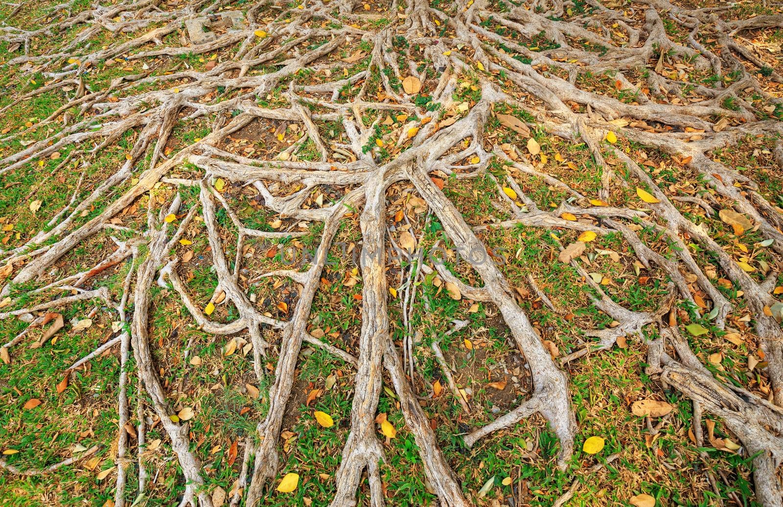 The roots of trees are abundant on the grass in the garden.