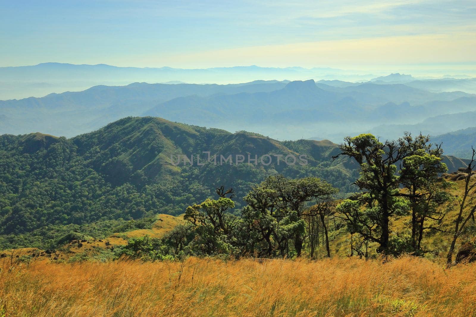 Morning meadow With mountains in the background