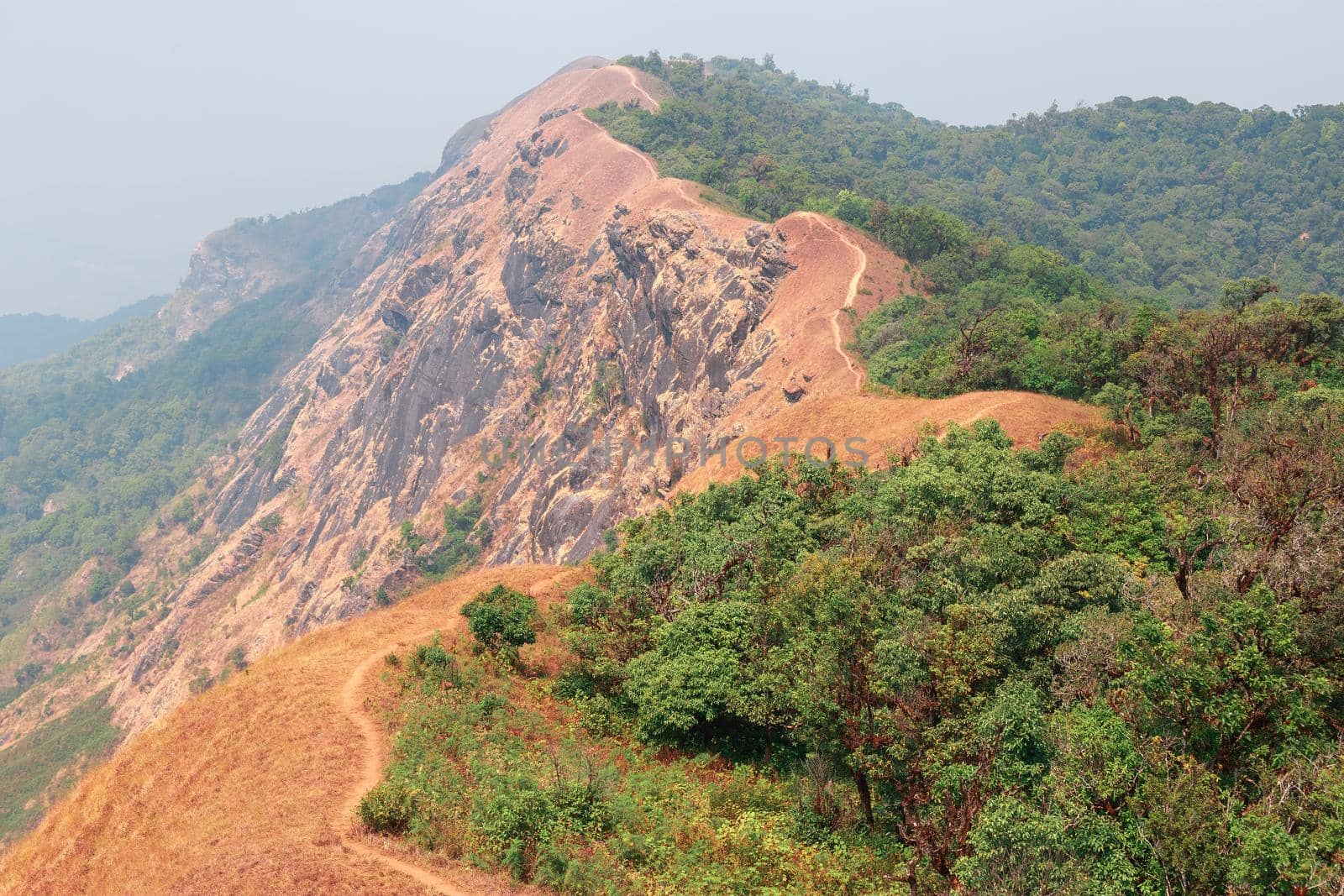 yellow field on top of the mountain at Monjong, Chiang Mai, Thailand