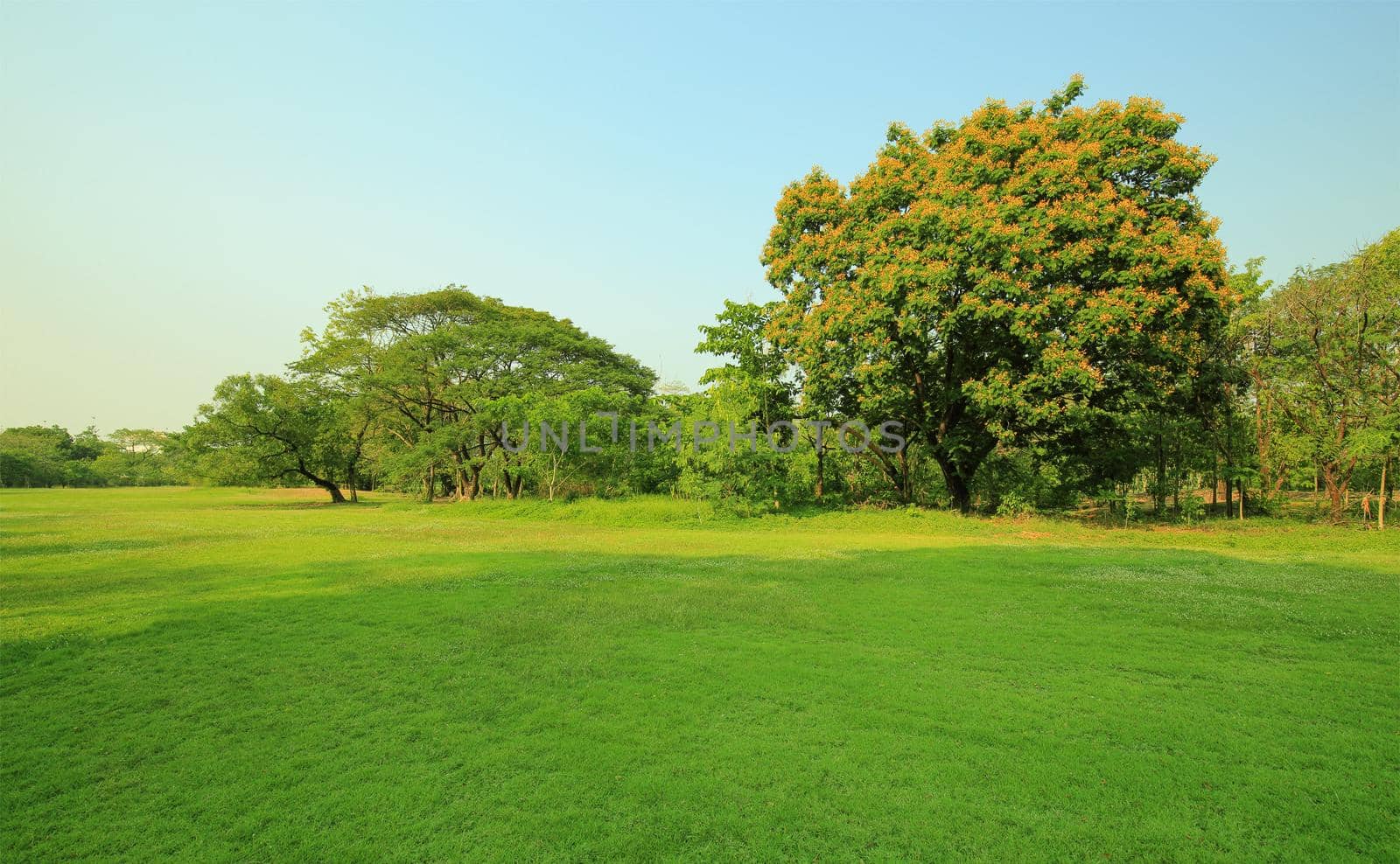 The park has fresh green lawns. On a sunny day