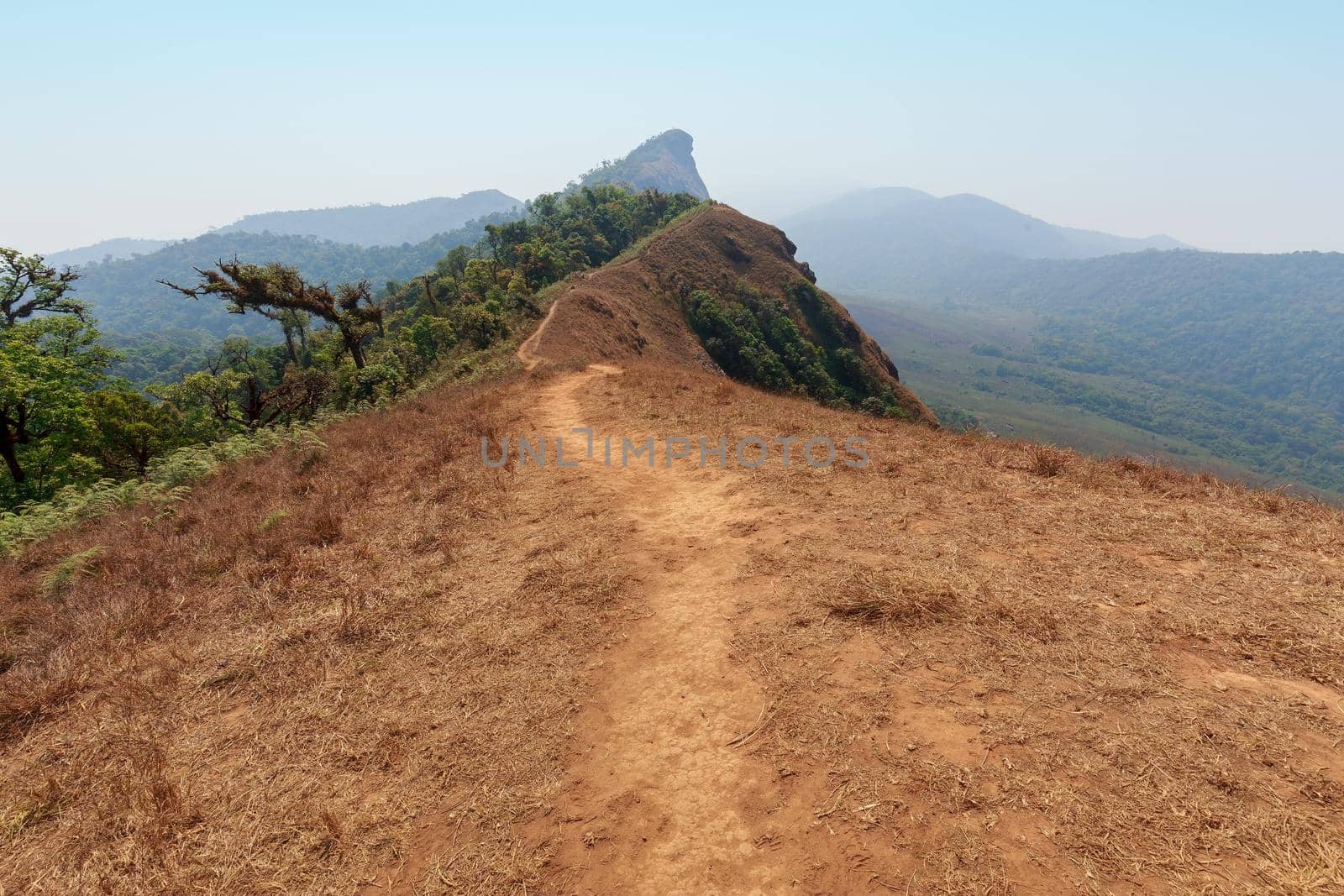 yellow field on top of the mountain at Monjong, Chiang Mai, Thailand