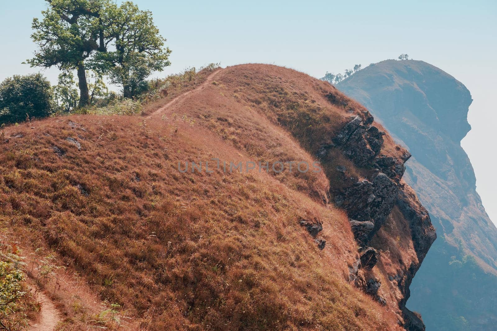 yellow field on top of the mountain at Monjong, Chiang Mai, Thailand