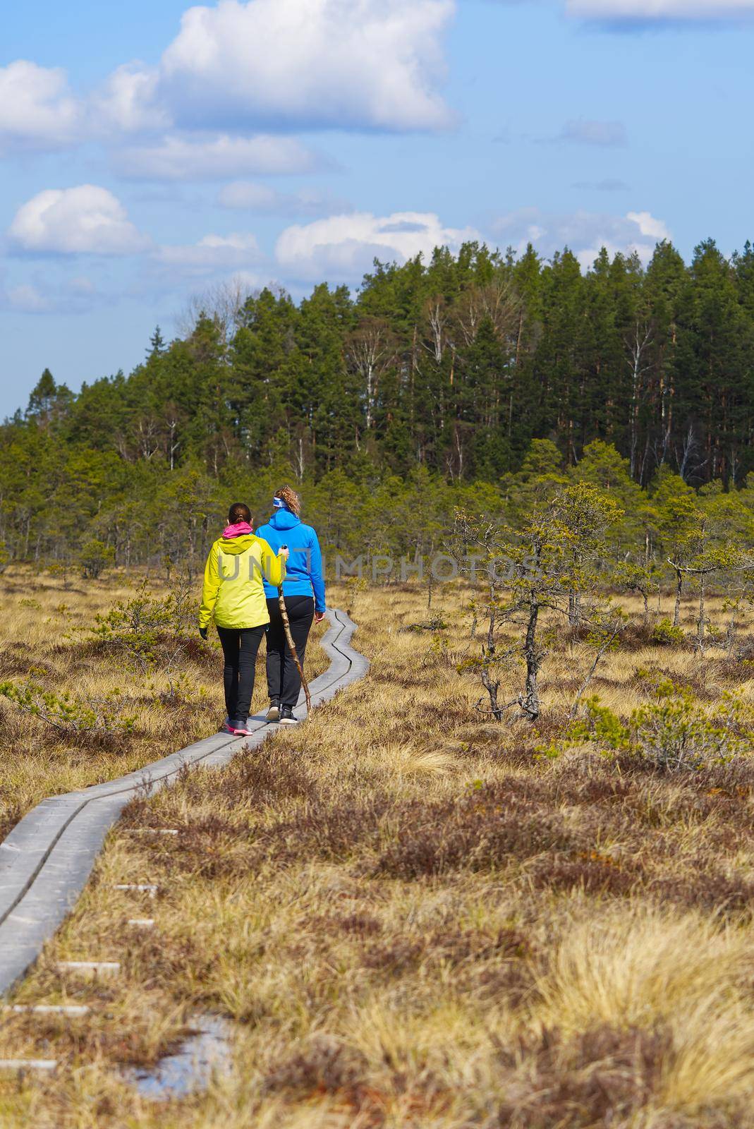 Group of young People walking along duckboards on bog. nature exploring. Friends hiking in the bog or swamp trail, boardwalk. Estonia by PhotoTime
