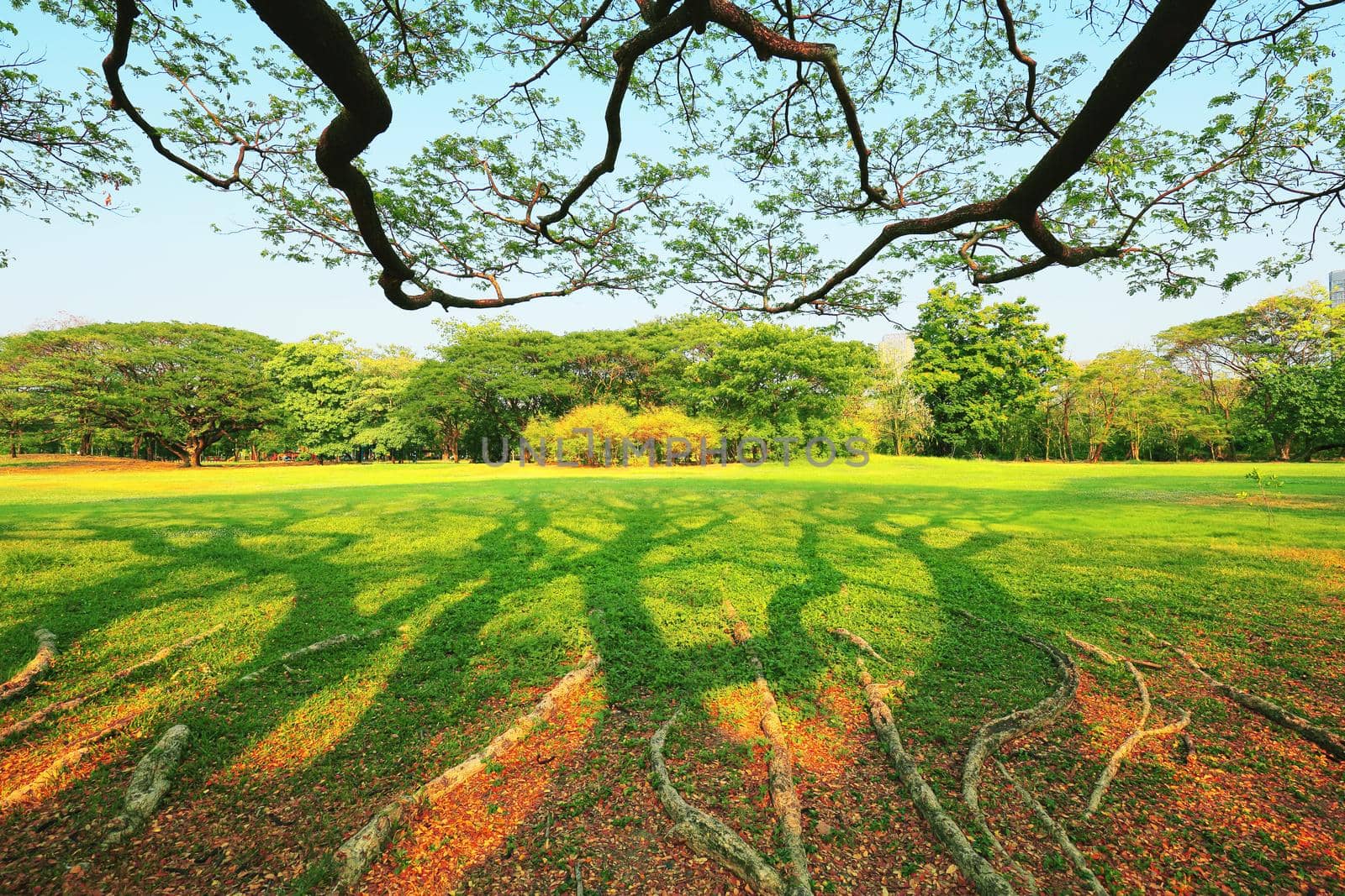 The park has fresh green lawns. On a sunny day