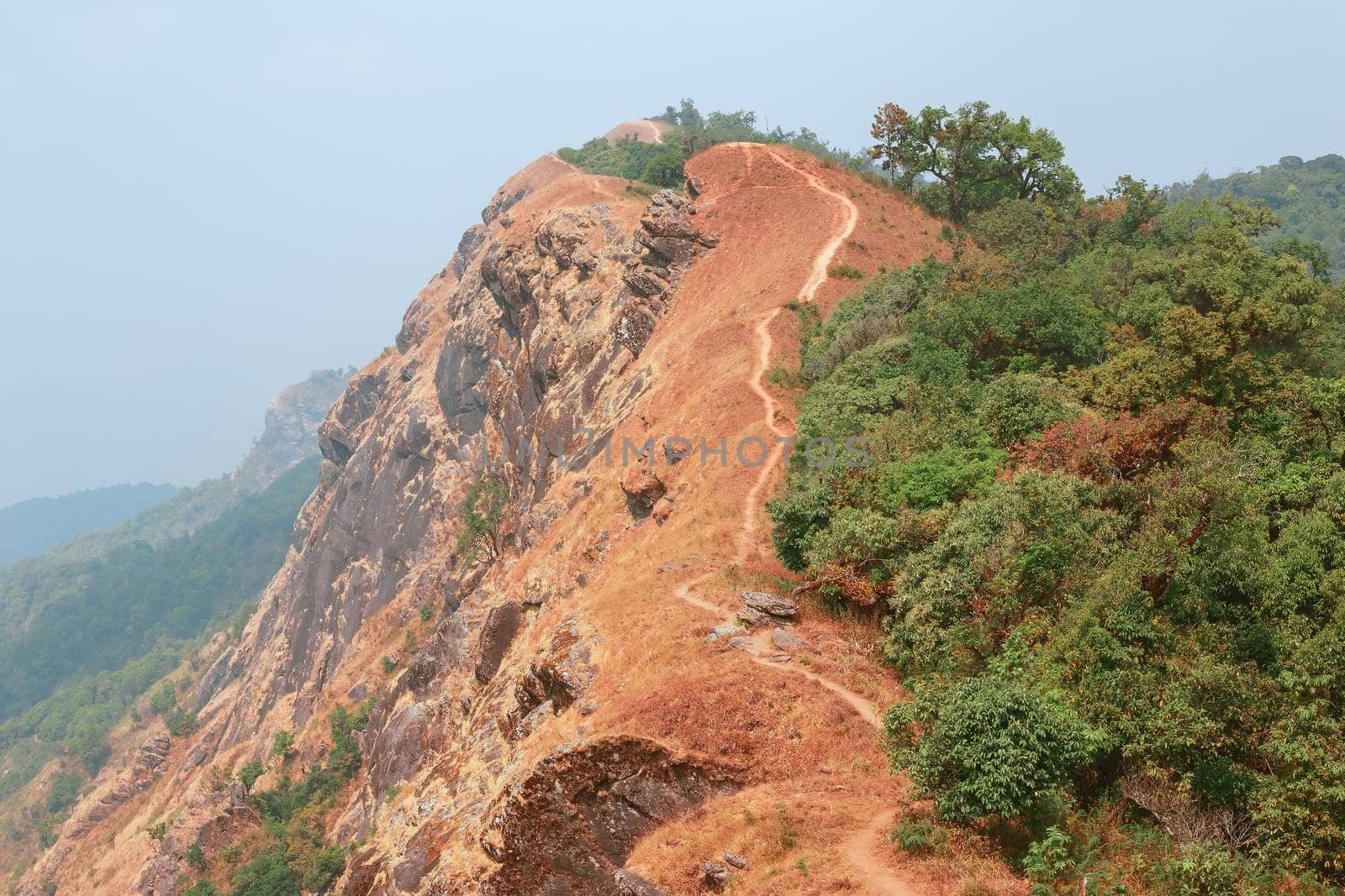 yellow field on top of the mountain at Monjong, Chiang Mai, Thailand
