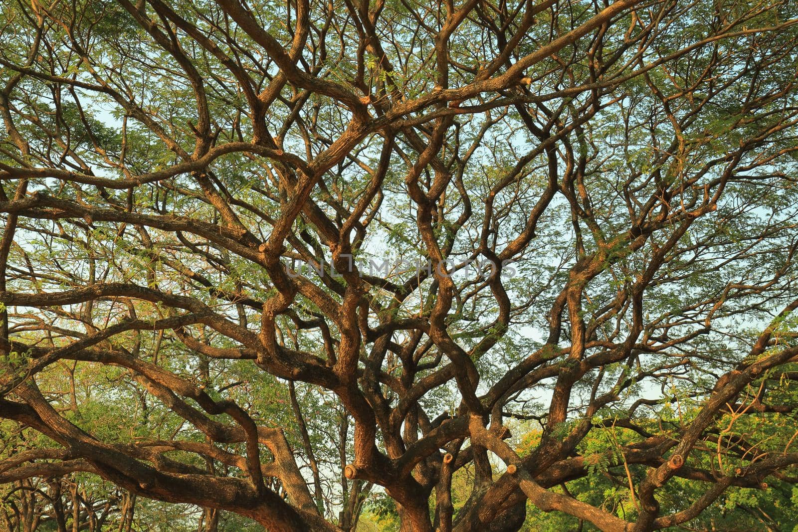 Big tree with many branches In the time of sunshine